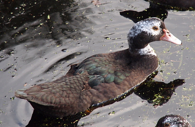 [One duckling swims to the upper right of the photo. It has a white patch around its eye and along the top of its head. The lower half of the head and the upper part of its head is dark brown. It does have a patch of white on its neck. The rest of the body is dark brown with a few dark green feathers visible on its back.]